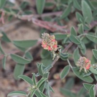 Indigofera oblongifolia Forssk.